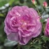 'Saphir' Shrub Rose 2 'Saphir' Shrub Rose -Plant Seeds Store Saphir 4