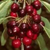 'Sasha' Cherry Tree 1 'Sasha' Cherry Tree -Plant Seeds Store Sasha 1