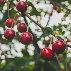 'Sasha' Cherry Tree 8 'Sasha' Cherry Tree -Plant Seeds Store Sasha 2