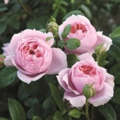 'Schöhne Maid' Hybrid Tea Rose