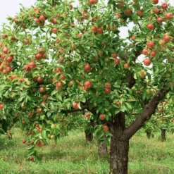 Braeburn Hillwell Apple Tree -Plant Seeds Store Screenshot2021 10 27at15.35.46copy