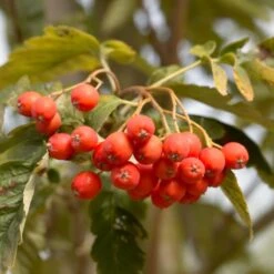 Sheerwater Seedling' Sorbus Tree -Plant Seeds Store Sheerwater 2