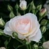'Sirius' Bedding Rose -Plant Seeds Store Sirius 1