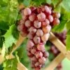 'Suffolk Red' Seedless Grape Vine -Plant Seeds Store SuffolkRed 1