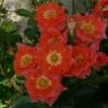 'Sunseeker' Patio Shrub Rose -Plant Seeds Store Sunseeker Dicracer ce84e68f 7502 4935 92e5 1794252fcbf2