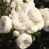 'Sweet Child Of Mine' Floribunda Rose -Plant Seeds Store Sweet Child of Mine 1