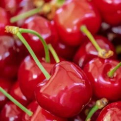 'Sweetheart' Cherry Tree -Plant Seeds Store Sweetheart 2