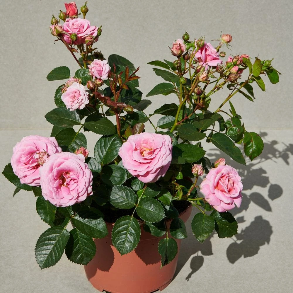 'Palace Tabor' Patio Shrub Rose 5 'Palace Tabor' Patio Shrub Rose - Image 3