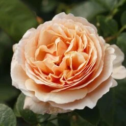 'Tropicana' Hybrid Tea Rose -Plant Seeds Store Tropicana 6