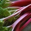 'Champagne' Rhubarb Plant -Plant Seeds Store VEG0172 1