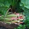 'Goliath' Rhubarb Plant -Plant Seeds Store VEG0173 1