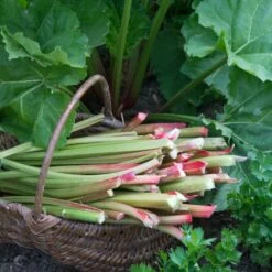 Full Season Rhubarb Collection -Plant Seeds Store VEG0173 1 aa876d4d ee75 42cd 851d 43a214dc5cb2