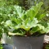 'Raspberry Red' Rhubarb Plant 2 'Raspberry Red' Rhubarb Plant -Plant Seeds Store VEG0179 1