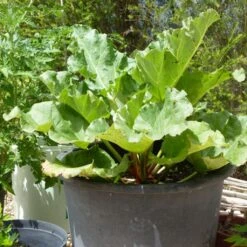 Full Season Rhubarb Collection -Plant Seeds Store VEG0179 1 f41e58e5 b8bc 4803 a43e 1691f170b061