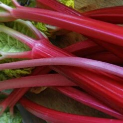 Full Season Rhubarb Collection -Plant Seeds Store VEG0179 2 ee10ba25 a25e 48e9 9e72 1c0d320a2add