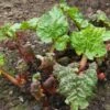 'Victoria' Rhubarb Plant -Plant Seeds Store VEG0187 1