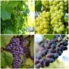British Winemaking Grape Vines Collection -Plant Seeds Store WinemakingGrapes dd2622f4 95c8 4e64 90c9 0a9a806d4970