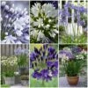 Stately Agapanthus Collection 1 Stately Agapanthus Collection -Plant Seeds Store agapanthus collection 1