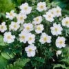 Anemone 'Honorine Jobert' 2 Anemone 'Honorine Jobert' -Plant Seeds Store anemoneHJ 1 9d40d898 00fc 4921 872e 9aa81a52155f