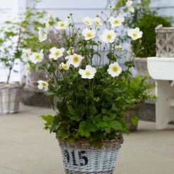 Anemone 'Honorine Jobert' -Plant Seeds Store anemoneHJ 3 53563684 f80e 4a63 873c 0feb290f9aaa