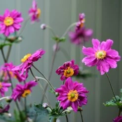 Anemone 'Prinz Heinrich' -Plant Seeds Store anemonePH 3 70c08fdd 44f5 4f89 bec6 7bb5bf87ba04