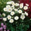 Anemone 'Whirlwind' -Plant Seeds Store anemoneWW 1 1b73fc81 9c12 473a bc71 8b33aa443b2b