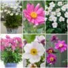 Ultimate Anemone Collection 1 Ultimate Anemone Collection -Plant Seeds Store anemonecollection 1 dbf970b0 bb30 4954 8a78 9fc6e798ce38