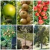 Best Apple Trees For Any Purpose | Growers' Choice -Plant Seeds Store apple trees any purpose