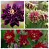 Aquilegia Barlow Collection -Plant Seeds Store aquilegia barlow