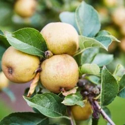 'Ashmeads Kernel' Apple Tree 12 'Ashmeads Kernel' Apple Tree -Plant Seeds Store ashmeadskernel 3