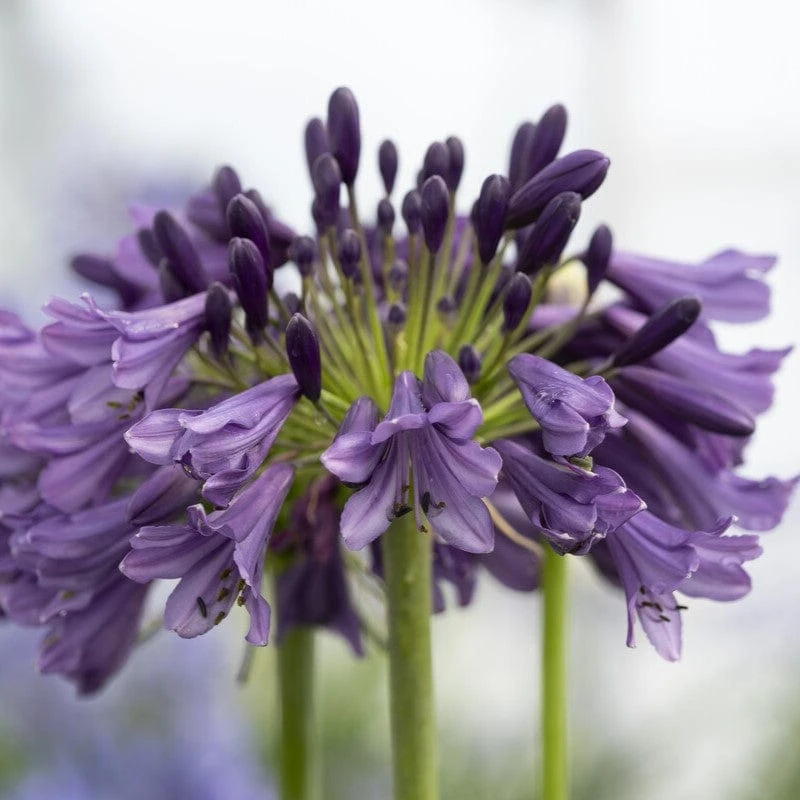 Agapanthus 'Poppin Purple' | 7.5L 3 Agapanthus 'Poppin Purple' | 7.5L