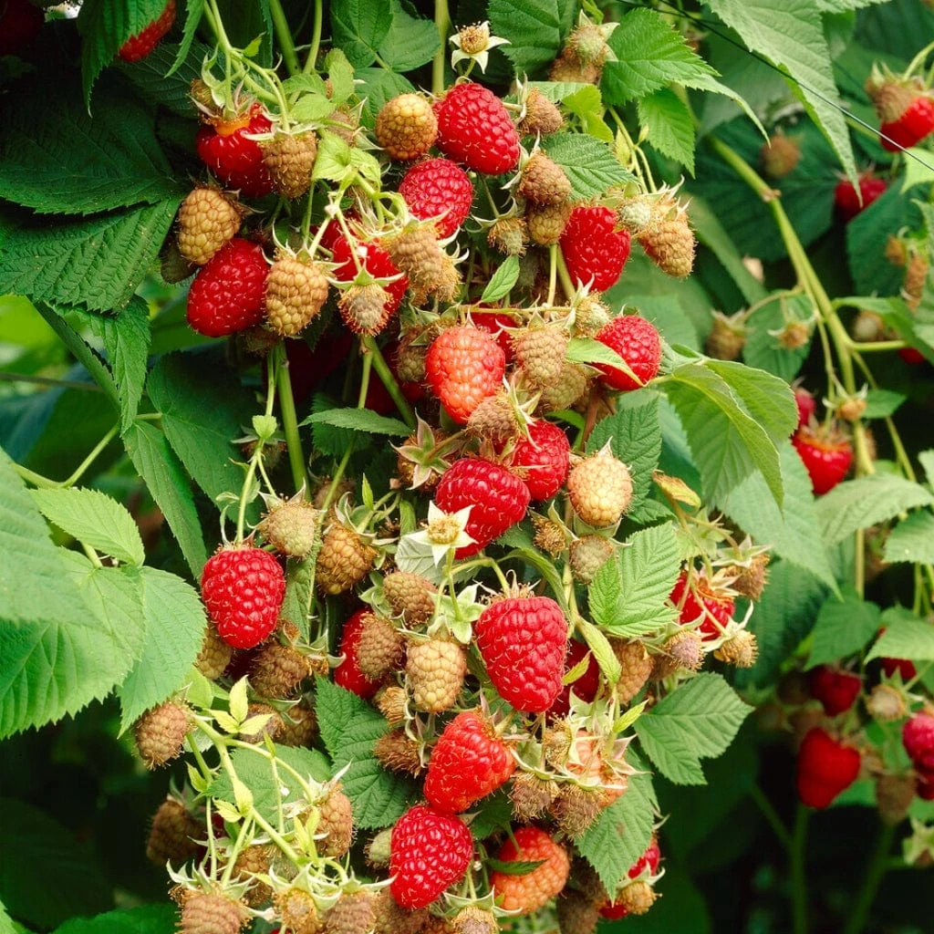 Award Winning Raspberry Canes | Growers' Choice 4 Award Winning Raspberry Canes | Growers' Choice - Image 2