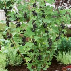 Big Ben Blackcurrant Bush -Plant Seeds Store bigben 2