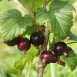 Big Ben Blackcurrant Bush -Plant Seeds Store bigben 3