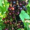 Big Ben Blackcurrant Bush 2 Big Ben Blackcurrant Bush -Plant Seeds Store bigben 5