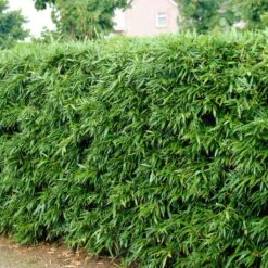 Green Bamboo | Phyllostachys Bisettii 8 Green Bamboo | Phyllostachys Bisettii -Plant Seeds Store bissetiibamboo 2