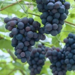 'Black Hamburgh' Indoor Grape Vine -Plant Seeds Store black hamburg