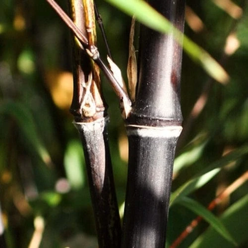 Black Bamboo | Phyllostachys Nigra 6 Black Bamboo | Phyllostachys Nigra - Image 4