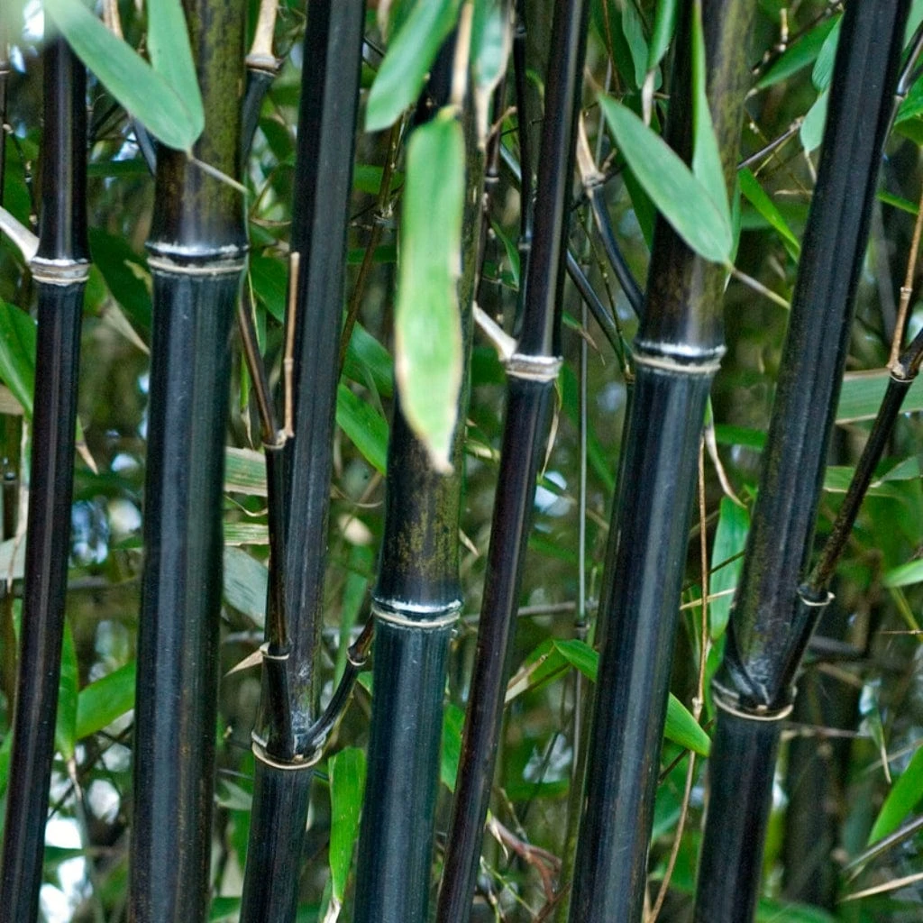 Black Bamboo | Phyllostachys Nigra 3 Black Bamboo | Phyllostachys Nigra