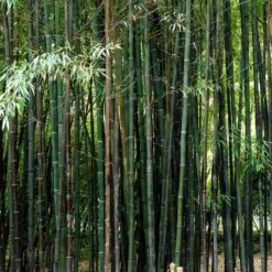 Black Bamboo | Phyllostachys Nigra 9 Black Bamboo | Phyllostachys Nigra -Plant Seeds Store blackbamboo 5