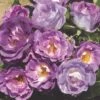'Blue For You' Floribunda Rose -Plant Seeds Store blue for you 5f65d5ba 4434 4eea 9ca7 9a61a7d1dca7