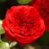 'Deep Love' Climbing Rose 2 'Deep Love' Climbing Rose -Plant Seeds Store blwa00409 deep love