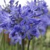 Agapanthus 'Star Quality' | 3L 1 Agapanthus 'Star Quality' | 3L -Plant Seeds Store blwa00713 ed5e55e1 c312 4816 b701 a18a638c3005