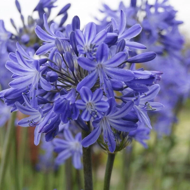 Agapanthus 'Star Quality' | 3L 3 Agapanthus 'Star Quality' | 3L