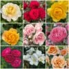 Shrub Rose Collection | Roses For The Border -Plant Seeds Store borderroses 1
