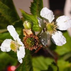 Boysenberry Bush | Rubus 11 Boysenberry Bush | Rubus -Plant Seeds Store boysenberry 4