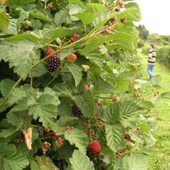Boysenberry Bush | Rubus 12 Boysenberry Bush | Rubus -Plant Seeds Store boysenberry 5