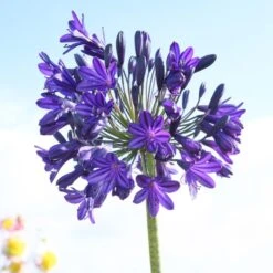 Agapanthus 'Royal Velvet' 8 Agapanthus 'Royal Velvet' -Plant Seeds Store brer09527sq