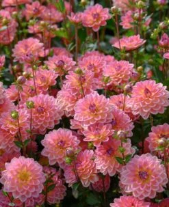 Dahlia 'Pacific View' 7 Dahlia 'Pacific View' -Plant Seeds Store brer09906