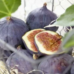 UK Hardy Fig Tree | 'Brown Turkey' 10 UK Hardy Fig Tree | 'Brown Turkey' -Plant Seeds Store brownturkeyfigs